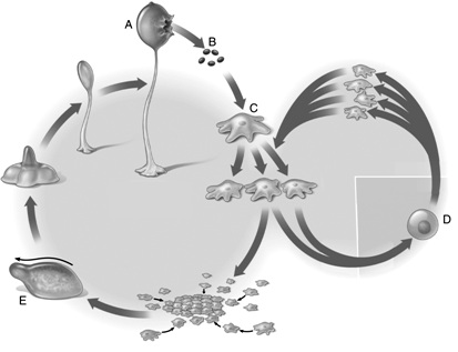 <strong> Figure 27.3 Answer the question using the accompanying figure. This figure illustrates the life cycle of a ____.</strong> A)brown algae B)green algae C)water mold D)plasmodial slime mold E)cellular slime mold