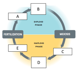 Answer the questions using the accompanying figure. Examine the overview of alternation of generations in plants. Match each letter with the part of the plant life cycle it represents. Figure 28.1