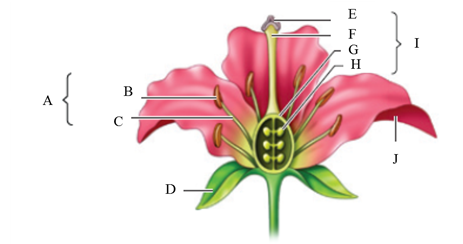 Answer the questions using the accompanying figure. Examine the parts of a flower. Match each letter with the floral part it represents. Figure 29.1