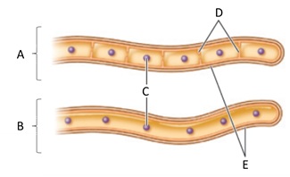 Answer the questions using the accompanying figure. Examine the fungal hyphae structures. Match each letter with the form or part represents. Figure 30.1