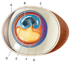 Answer the questions using the accompanying fi gure. Match the structures in the amniote egg with the correct term. Figure 32.23