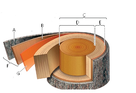 Figure 33.4 Answer the questions using the accompanying figure. Match each labeled structure in the diagram with the appropriate term.