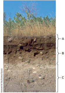Examine the following figure. Match each letter of the figure with the appropriate soil layer Figure 35.4 Soil horizons in a grassland.