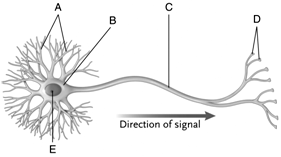 Figure 38.1 Answer the question using the accompanying figure. Identify the components of a neuron.