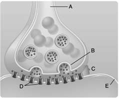 Figure 39.2 Answer the questions using the accompanying figure. Identify the structures at a synapse.