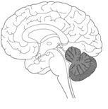 <strong>Answer the question using the accompanying figure. Identify the developmental brain region that gives rise to the shaded region in this image. </strong> A)hindbrain B)midbrain C)telencephalon D)medulla E)forebrain