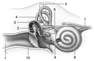 <strong> Figure 41.1 Answer the question using the accompanying figure.Which number identifies the tympanic membrane?</strong> A)4 B)5 C)6 D)8 E)10