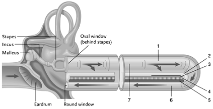 <strong> Figure 41.2 Answer the question using the accompanying figure.Which structure vibrates and bends the sensory hairs?</strong> A)1 B)2 C)3 D)4 E)5