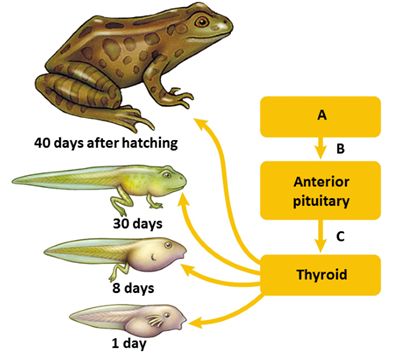 <strong> FIGURE 42.1 A. A B. B C. C Answer the question using the accompanying figure. During metamorphosis of a tadpole, TSH is active at ____. </strong> A) A B)B C)C D)B and C E)A, B, and C
