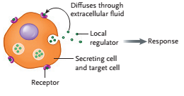 <strong> Figure 42.2 Answer the question using the accompanying figure. This figure illustrates ____ signaling.</strong> A)classical endocrine B)exocrine C)autocrine D)Paracrine E)neuroendocrine