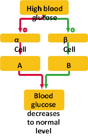 <strong> Figure 42.3 A. A B. B C. C D. D Answer the question using the accompanying figure. In the box labeled 'A', ____ levels ____.</strong> A)insulin; decrease B)insulin; increase C)glucagon; decrease D)glucagon; increase E)glycogen; decrease