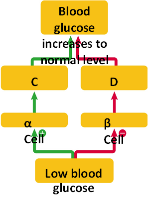 <strong> Figure 42.3 A. A B. B C. C D. D Answer the question using the accompanying figure. In the box labeled 'A', ____ levels ____.</strong> A)insulin; decrease B)insulin; increase C)glucagon; decrease D)glucagon; increase E)glycogen; decrease