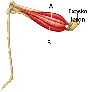 <strong> Figure 43.1 A. A B. B Answer the question using the accompanying figure. The muscle indicated by the letter 'A' is a(n)____ muscle. </strong> A)flexor B)agonist C)depressor D)antagonist E)extensor