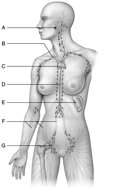 Figure 44.2 Use the accompanying figure to label these important structures of the lymphatic system. Not all choices will be used.