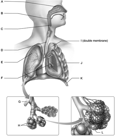 Answer the questions using the accompanying figure. Match the appropriate part of the human respiratory system with its correct label. Not all letters will be used. Figure 46.1
