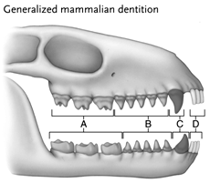 Figure 47.2 Answer the questions using the accompanying figure. Label each tooth type in the diagram.