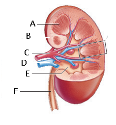 Figure 47.1 Answer the questions using the accompanying figure. Use the following terms to label the diagram of a kidney. Not all choices will be used.