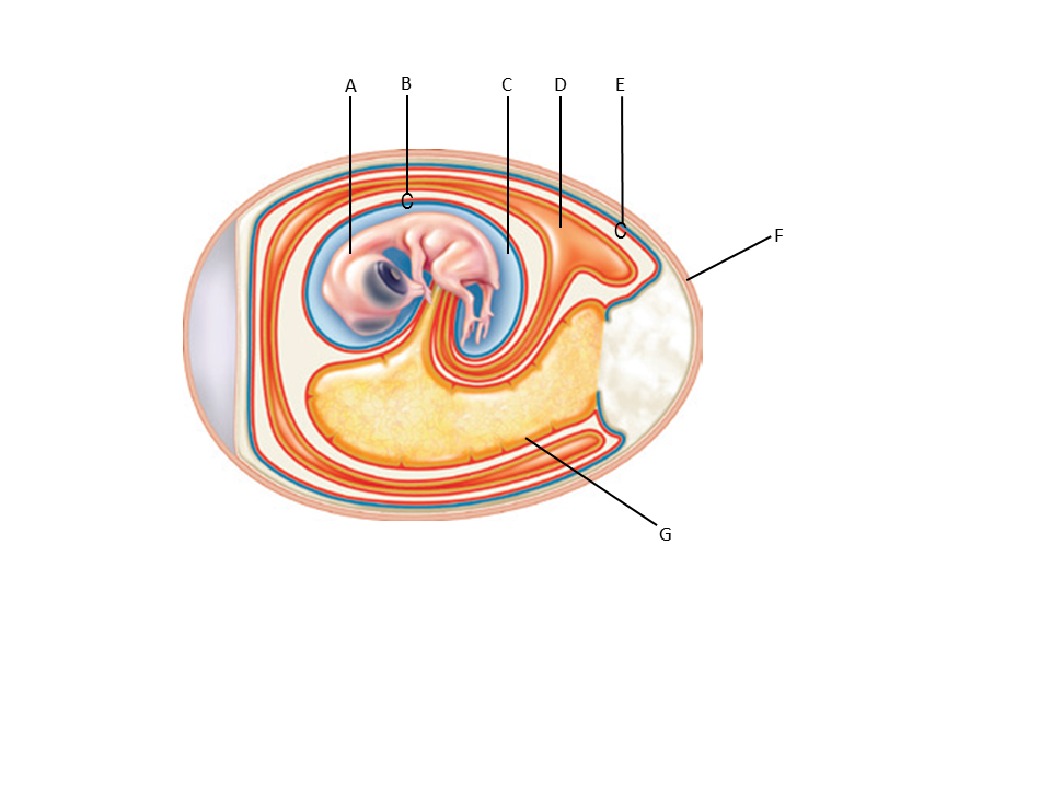 Answer the questions using the accompanying figure. Label the structures in a developing bird embryo with the appropriate term.