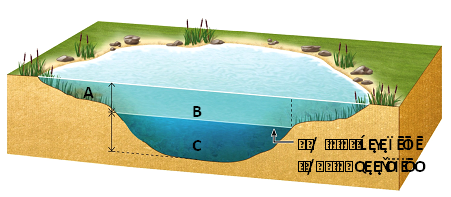 <strong> Answer the question using the accompanying figure. Which lake zone(s)support(s)detritivores and decomposers, but not photosynthesizers?</strong> A)A only B)B only C)C only D)A and B E)B and C