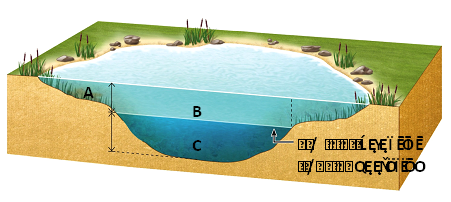 <strong> Answer the question using the accompanying figure. Which letter(s)represent(s)the limnetic zone? </strong> A)A only B)B only C)C only D)A and B E)B and C