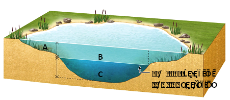 <strong> Answer the question using the accompanying figure. Which letter represents the littoral zone?</strong> A)A only B)B only C)C only D)A and B E)B and C