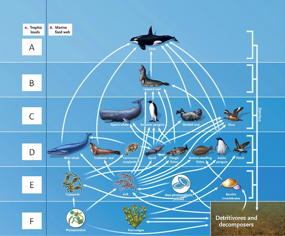 LABELING Answer the question using the accompanying figure. Match the correct trophic level in the food web to the appropriate feeding relationship. Figure 53.1