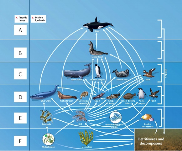 LABELING Answer the question using the accompanying figure. Match the correct trophic level in the food web to the appropriate feeding relationship. Figure 53.1