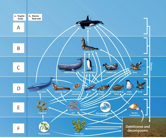LABELING Answer the question using the accompanying figure. Match the correct trophic level in the food web to the appropriate feeding relationship. Figure 53.1