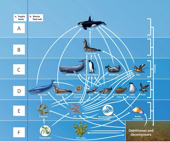 LABELING Answer the question using the accompanying figure. Match the correct trophic level in the food web to the appropriate feeding relationship. Figure 53.1
