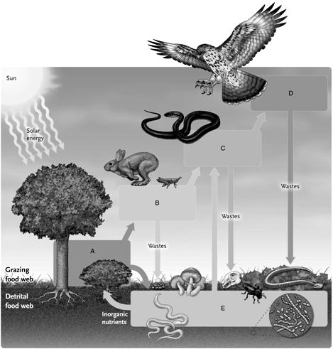 Labeling Answer the question using the accompanying figure. Match the appropriate terms with the boxes in the following image. Figure 54.1