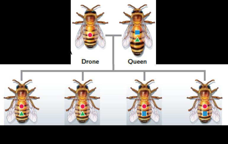 <strong> Figure 56.2 . Answer the question using the accompanying figure. Bees C and D ____. </strong> A)had a different father than bees E and F B)had a different mother than bees E and F C)inherited different alleles than bees E and F from their mother D)inherited different alleles than bees E and F from their father E)are haploid drones while bees E and F are diploid female workers 