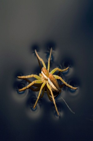 Figure 2.4 The water strider shown in the figure above is able to stand on water because of the ____ of water.