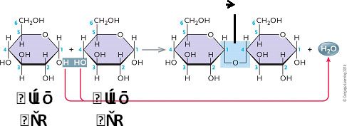 <strong> Figure 3.1 The accompanying figure illustrates the synthesis of ____.</strong> A) sucrose B) maltose C) lactose D) cellulose E) fructose