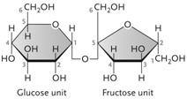 <strong> Figure 3.2 The disaccharide in the accompanying figure is ____.</strong> A) cellulose B) galactose C) maltose D) sucrose E) lactose