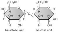 <strong> Figure 3.3 The disaccharide in the accompanying figure is ____.</strong> A) lactose B) fructose C) maltose D) cellulose E) sucrose
