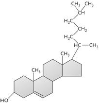 <strong> Figure 3.7 The molecule shown above is a(n) ____.</strong> A) triglyceride B) amino acid C) steroid D) polysaccharide E) phospholipid