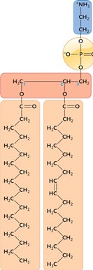 <strong> Figure 3.8 The molecule shown above is a(n) ____.</strong> A) triglyceride B) amino acid C) steroid D) polysaccharide E) phospholipid