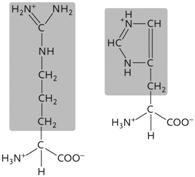 Figure 3.11 (Question 41) The two amino acids in the accompanying figure both have side chains ( R groups) that are ____.