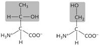 <strong> Figure 3.12 The two amino acids in the accompanying figure both have side chains ( R groups) that are ____.</strong> A) acidic and polar B) uncharged and nonpolar C) basic and polar D) acidic and nonpolar E) uncharged and polar