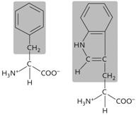 <strong> Figure 3.13 The two amino acids in the accompanying figure both have side chains ( R groups) that are ____.</strong> A) acidic and polar B) uncharged and nonpolar C) basic and polar D) acidic and nonpolar E) uncharged and polar