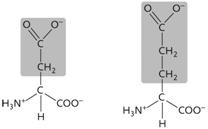 Figure 3.14 The two amino acids depicted above both have side chains ( R groups) that are ____.
