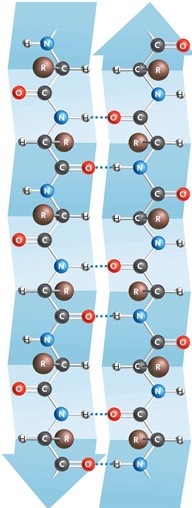 <strong> Figure 3.15 The image in the accompanying figure is an example of a(n) ____.</strong> A) random coil B) double helix C) b sheet D) a helix E) b polysaccharide