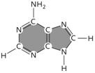 <strong> Figure 3.18 The molecule shown above is the purine ____.</strong> A) thymine B) adenine C) uracil D) guanine E) cytosine