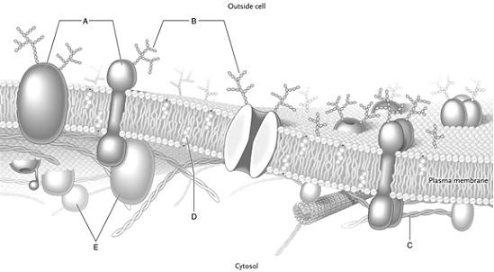 Identify each structure found in a typical plasma membrane, as shown in the figure below.