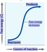 <strong> Figure 6.1 What can be inferred from the accompanying graph?</strong> A) This reaction is endergonic, with a positive ΔG. B) This reaction is endergonic, with a negative ΔG. C) This reaction is exergonic, with a positive ΔG. D) This reaction is exergonic, with a negative ΔG. E) There is not enough information to make a determination.