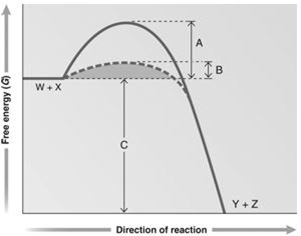 <strong> Figure 6.2 Answer the question using the accompanying graph. Which portion of the graph shows the activation energy in the absence of enzyme?</strong> A) A B) B C) C D) W + X E) Y + Z