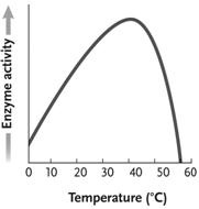 <strong> Figure 6.3 In the accompanying figure, why does the curve sharply drop after approximately 45°C instead of mirroring the slope of the line going from 0-40°C?</strong> A) At high temperatures, the reactions proceed so quickly that enzymes are no longer helpful or required. B) This is true of all catalysts and is not due to any special features of enzymes. C) The kinetic energy of the reactants is so great that it destabilizes the enzyme and diminishes the enzyme's activity. D) The kinetic energy of the reactants is lower than that of the products, forcing a change in enzyme activity. E) The enzyme begins to denature above a certain temperature, eliminating all catalytic activity of the protein.