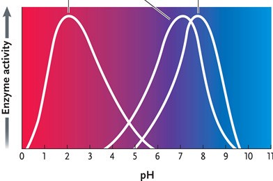 <strong> Figure 6.4 Answer the question by using the accompanying graph. The optimal pH for enzyme 1 is ____.</strong> A) 2 B) 3 C) 4 D) 7 E) 8