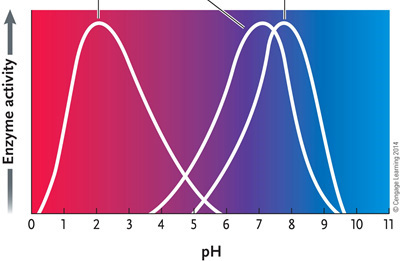 <strong> Figure 6.4 Answer the question by using the accompanying graph. The optimal pH for enzyme 2 is ____.</strong> A) 2 B) 3 C) 4 D) 7 E) 8