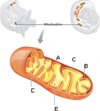 Refer to the accompanying figure. In what part of the mitochondrion or cell do the following steps of cellular respiration take place? Not all choices will be used; some may be used more than once.